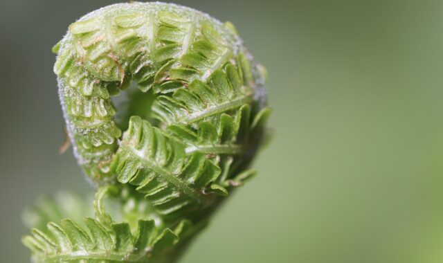 fern, fern fronds, unfold, fern tip, unroll, green, growth, nature, macro, grow, plant, fern, fern, fern, fern, growth, growth, growth, growth, growth, grow, grow, grow