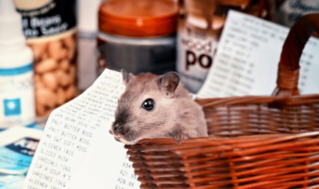 hamster shopping, covid-19, hamster buying, purchasing, basket, hamster, forage, to buy, shopping basket, panic, emergency, hoard, fear, virus, corona, covid19, panic buying, self-preservation, selfishness, hamster, hamster, hamster, hamster, hamster