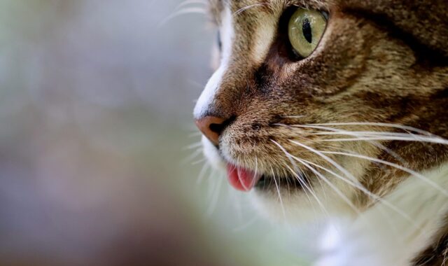 cat, cat tongue, pet, cat eyes, mackerel, domestic animal, tabby, gray tabby cat, gray cat, domestic cat, portrait, cat portrait, cat profile, the world of animals, mammal, nature, animal