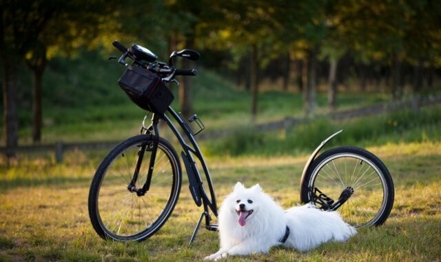 dog, scooter, bicycle, wheels, sport, motion for a resolution, to twist, injury-free, animal, damage, pet, nature, outdoors, training, active, activity, step