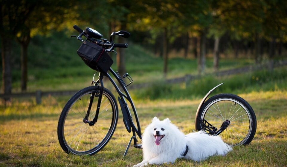 dog, scooter, bicycle, wheels, sport, motion for a resolution, to twist, injury-free, animal, damage, pet, nature, outdoors, training, active, activity, step