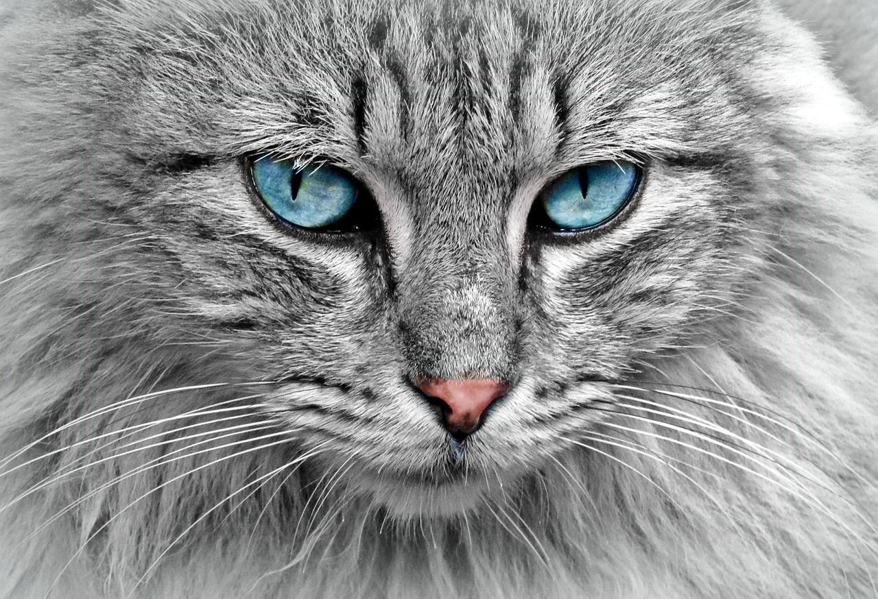 cat, animal, cat portrait, cat's eyes, pet, fur, domestic cat, nature, close up, head, cat face, animal world, portrait, face, animal portrait