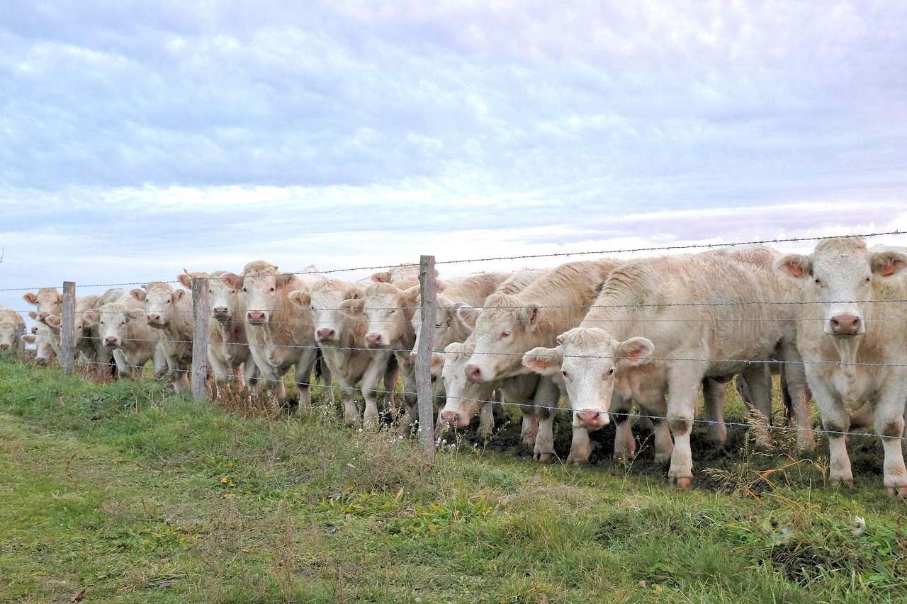 cow, cows, charolais, a row of cows, when the cows, cattle, herkauwer, mammal, countryside, charolais, charolais, charolais, charolais, charolais