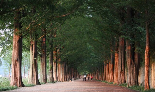 damyang, meta information inquiries your way, nature, road, forest, tracking, korea
