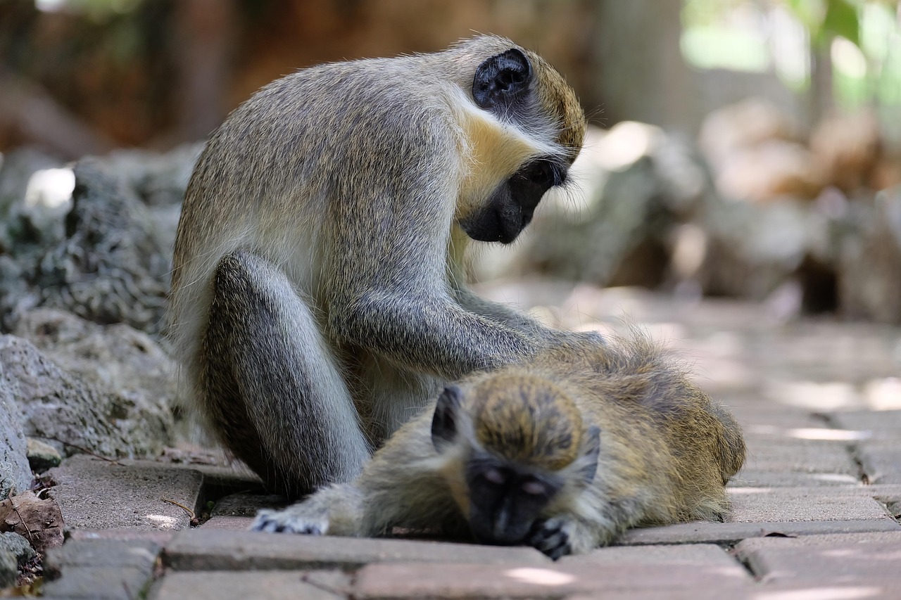 monkey, take care, animal, ape, care, primate, wildlife, nature, zoo, cute, love, natural, couple, fauna, outdoor, family, gray love, gray care, take care, take care, take care, take care, take care