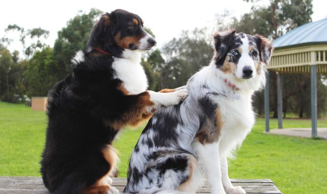 massage, nature, dogs, friends, bestfriends, pet, treatment, funny, wellness, animal, therapy, care, relax, retreat, health, humor, puppy
