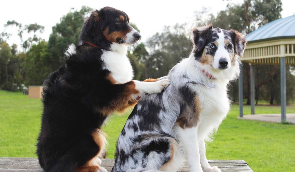 massage, nature, dogs, friends, bestfriends, pet, treatment, funny, wellness, animal, therapy, care, relax, retreat, health, humor, puppy