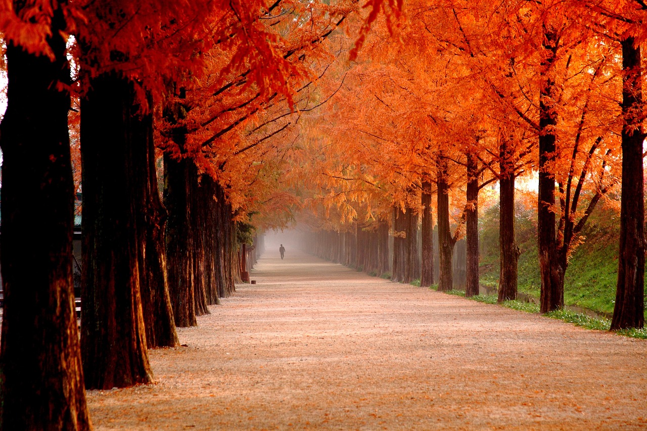 damyang, nature, fog, meta information of ' win, tree, road, republic of korea, colonnade, meta information inquiries your way, autumn
